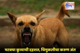 Stray Dog Attack : ‘आई, मी लवकर बरी होईन ना…?’; भटक्या कुत्र्याच्या चाव्यामुळे पाच वर्षांच्या चिमुकलीचा ‘तो’ वाढदिवस ठरला शेवटचा