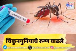 राज्यात चिकुनगुनियाच्या रूग्णांच्या संख्येत वाढ