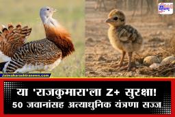 जंगल जंगल बात चली है पता चला है… ‘राजकुमार’ जन्माला आलाय! या चिमुकल्या पिल्लाला मिळतेय चक्क Z+ सुरक्षा