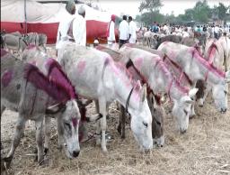 मंदीदरम्यानही खंडोबा यात्रेत गाढवांचा विक्रीतील उलाढाल वाढली
