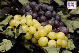 Benefits Of Grapes: ‘या’ रंगाची द्राक्षे असतात आरोग्यासाठी जास्त फायदेशीर