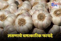 Benefits Of Eating Raw Garlic: सकाळी रिकाम्या पोटी लसूण खाल्ल्याने काय होते?