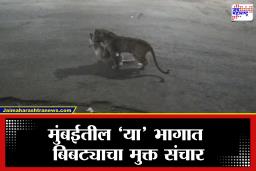 Leopard in Mumbai : धक्कादायक! मुंबईत भरवस्तीत शिरला बिबट्या, कुत्र्याची केली शिकार आणि… Video Viral