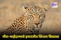 Mira Bhayender Leopard Attack : मुंबईतील मीरा भाईंदरमध्ये बिबट्याचा धुमाकूळ; 3 जण जखमी