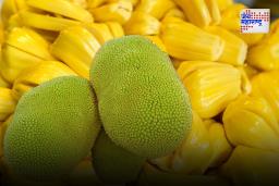 Jackfruit Benefits: फणसाचे हृदयापासून ते पचनक्रिया सुधारण्यापर्यंत अनेक फायदे