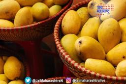बाजारात गावरान आंबा दुर्मीळ