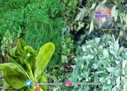 शेपू ५० तर कोथिंबीर ३५ रुपयांना जुडी