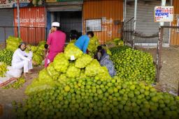 Sambhajinagar: मोसंबीच्या दरात मोठी घसरण; शेतकऱ्यांना एका टनामागे तब्बल दहा हजार रुपये नुकसान
