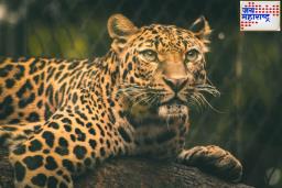 Leopard Attack : पिल्लं हरवल्यामुळे चवताळलेल्या मादी बिबट्याचा दुचाकीवर हल्ला; चालकाचा मृत्यू