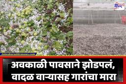 Maharashtra Unseasonal Rain: राज्यावर अवकाळीचे अस्मानी संकट; बळीराजाच्या डोळ्यांत पाणी, द्राक्ष-डाळिंबाच्या बागा भुईसपाट