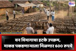 Monkey Catch Scheme:माकड पकडा, 600 रूपये मिळवा! महाराष्ट्र सरकारचा अनोखा उपक्रम, नेमकं काय आहे वन विभागाच्या फतव्यात?