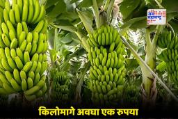 Maharashtra Farmer News: केळीला कवडीमोल दर, शेतकरी अडचणीत; पण शहरातील परिस्थिती मात्र उलट