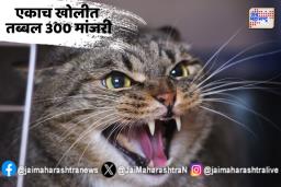 पुण्यात मांजरींचा धुमाकूळ