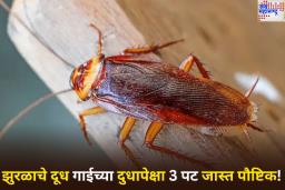Cockroach Milk: झुरळाचे दूध गाईच्या दुधापेक्षा 3 पट जास्त पौष्टिक! शास्त्रज्ञांनी केला आश्चर्यकारक खुलासा
