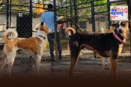 Stray Dog Attack a Girl :  ‘ती’ चिमुरडी सापडली पाच भटक्या कुत्र्यांच्या तावडीत; नंतर जे झालं ते पाहून अंगावर येईल काटा