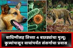 Tiger Deaths : धक्कादायक! केनाईन डिस्टेंपर व्हायरसमुळे एका आठवड्यात 5 वाघांचा मृत्यू; वनविभाग अलर्ट मोडवर, करणार ‘हा’ उपाय