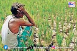 हिंगोलीतील शेतकऱ्यांना पिक नुकसानीच्या प्रतिक्षेत