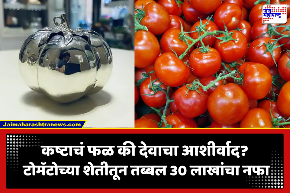 नवसाचे टोमॅटो! 30 लाखांची कमाई होताच शेतकऱ्याने फेडला नवस; देवाला अर्पण केला 250 ग्रॅम चांदीचा टोमॅटो