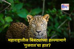 NCP On Leopard Attack : महाराष्ट्रतील हल्ल्यांमागे गुजरातचे बिबटे! राष्ट्रवादीचा दावा