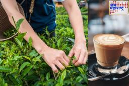 Tea Production: चहाप्रेमींसाठी वाईट बातमी! 2050 पर्यंत देशातील चहाची लागवड निम्मी होईल