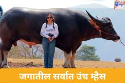 थायलंडमध्ये सापडली जगातील सर्वात उंच म्हैस; 6 फूट उंच म्हशीने नोंदवलं गिनीज वर्ल्ड रेकॉर्डमध्ये नाव