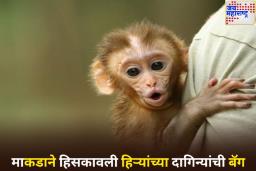 माकडाचा विचित्र कारनामा! व्यावसायिकाकडून हिसकावली 20 लाख रुपयांच्या हिऱ्यांच्या दागिन्यांनी भरलेली बॅग