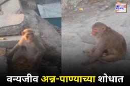 अन्नपाण्यासाठी वन्यप्राण्यांची मानवी वस्त्यांकडे धाव