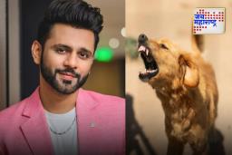 Stray Dogs Case : ‘भटक्या कुत्र्यांवर इतकाच जीव असेल तर तुमच्या घरी घेऊ जा’, सर्वोच्च न्यायालयाला निर्णयाला राहुल वैद्यचा पाठिंबा