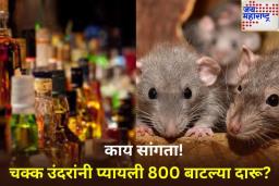 धनबादमध्ये उंदरांवर 800 बाटल्या दारू पिल्याचा आरोप; काय आहे नेमकं प्रकरण?