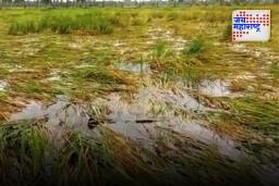 Farmer compensation: शेतकऱ्यांसाठी मोठी अपडेट, या जिल्ह्यातील पूरग्रस्त शेतकऱ्यांसाठी 553 कोटी मंजूर