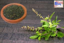 Tulsi Remedies : तुळशीचे हे उपाय आरोग्य, आनंद आणि समृद्धी आणतात