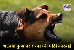 Dog Bite Compensation : कुत्रा चावल्यानं मृत्यू झाल्यास मिळणार पाच लाखांची भरपाई; कर्नाटक सरकारचा मोठा निर्णय