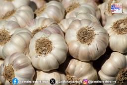 Raw Garlic Benefits : कच्चा लसूण खाणं ठरेल संजीवनी,  दररोज खाल्ल्याने ‘या’ समस्या होतील दूर