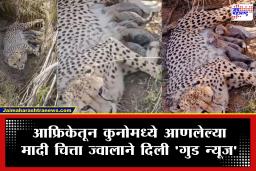 Kuno National Park : ‘प्रोजेक्ट चित्ता’ला मोठे यश! ज्वालाने दिला 5 बछड्यांना जन्म; भारतातील चित्त्यांची संख्या आता 53 वर