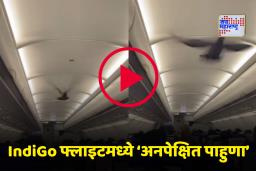 Viral Video: टेकऑफच्या आधीच इंडिगो विमानात कबुतराच्या घिरट्या, व्हिडीओ व्हायरल