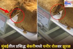 सावधान! मुंबईतील प्रसिद्ध बेकरी थिओब्रोमा आउटलेटमध्ये पनीर रोलवर रेंगाळले झुरळ; पहा व्हिडिओ