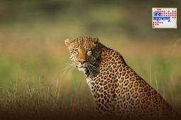 Leopard Attack In Gondia: गोंदियात 5 वर्षाच्या चिमुरड्यावर बिबट्याचा हल्ला; ग्रामस्थ संतप्त, रस्ता रोखून केला निषेध
