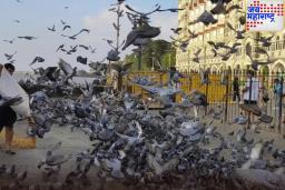न्यायालयाच्या आदेशानंतर BMC कडून कबूतरांना खायला देणाऱ्या 100 हून अधिक जणांना दंड