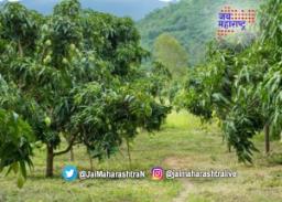 मराठवाड्यात फळबागा वाचविण्यासाठी शेतकऱ्यांची धडपड