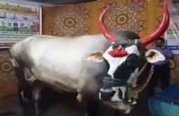 अमरावतीमध्ये देशातला सर्वात बलाढ्य बैल ‘गजा’
