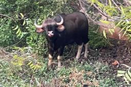 चंद्रकांत पाटील यांना नेटकऱ्यांनी केलं ट्रोल ;  कोथरूड भागात घुसला रानगवा