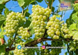 बापापरी बाप गेला आणि बोंबलतांना हातही गेला