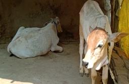 विषारी वनस्पती खाल्याने 45 जनावरे दगावली