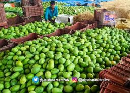 बाजारात कैरीची आवक वाढली