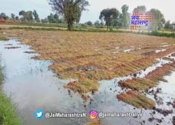 अवकाळीने मराठवाड्यात २०१ गावांमध्ये वित्तहानी
