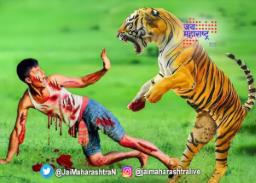 वाघ हल्ल्यात शेतकरी गंभीर जखमी
