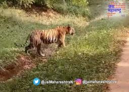 वाघाच्या हल्ल्यात एक ठार