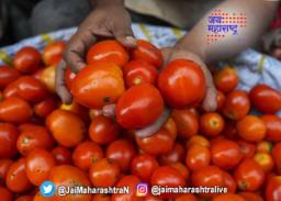 नाशिक जिल्ह्यात टोमॅटोच्या दरात घसरण