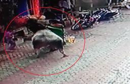 नांदेडमध्ये बाळासह उभ्या असलेल्या महिलेला मोकाट जनावरानं उचलून फेकलं