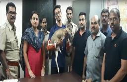 डांबून ठेवलेल्या हरणाची वनविभागाकडून सुटका